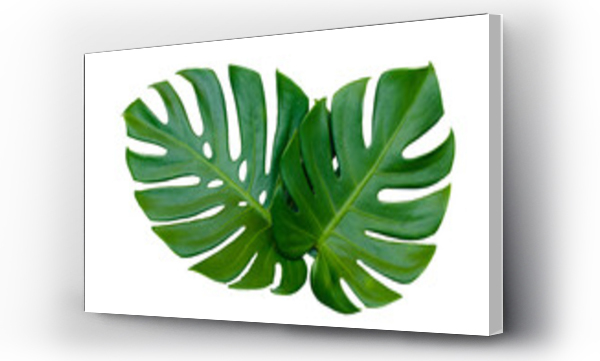 Wizualizacja Obrazu : #537571746 Monstera leaves leaves with Isolate  Leaves on transparent background PNG file 