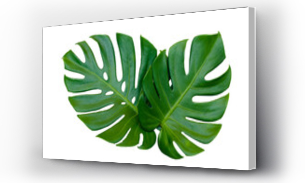 monstera