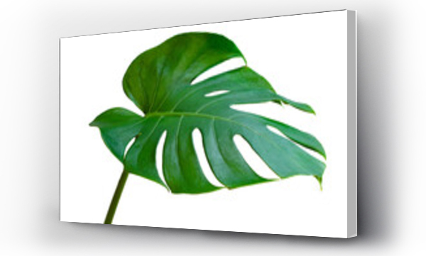 Wizualizacja Obrazu : #537571770 Monstera leaves leaves with Isolate  Leaves on transparent background PNG file 