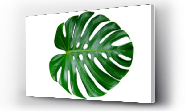 Wizualizacja Obrazu : #537571812 Monstera leaves leaves with Isolate  Leaves on transparent background PNG file 