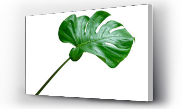 Wizualizacja Obrazu : #537571967 Monstera leaves leaves with Isolate  Leaves on transparent background PNG file 