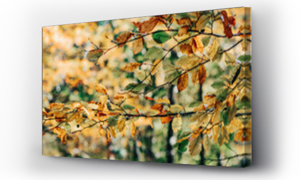 drzewo, jesienne, Liście