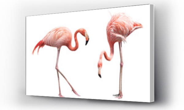 Dwa flamingi
