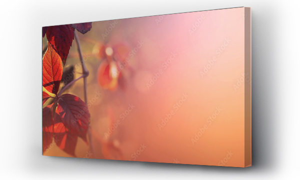 jesień, jesienne, Liście, natura