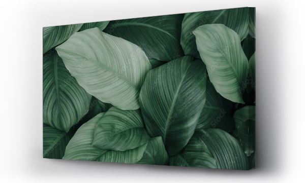 Wizualizacja Obrazu : #540401174 abstract green leaf texture, nature background, tropical leaf	