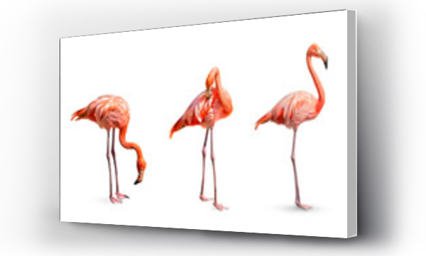 Wizualizacja Obrazu : #540447108 Collection, flamingo (Phoenicopterus ruber) Heart shape, neck curl and standing posture isolated on white background, this has cut paths.