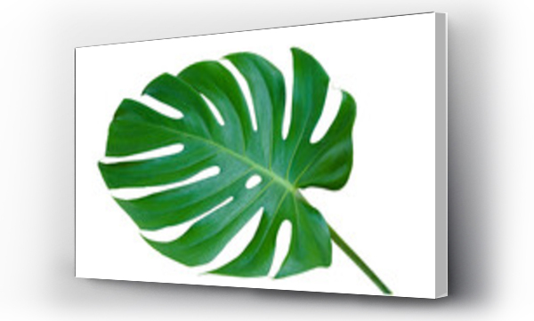 Wizualizacja Obrazu : #540482907 Fresh monstera leaf isolated on white background with clipping path.