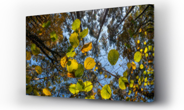 Wizualizacja Obrazu : #541222994 Jesienny las, li?cie i korony drzew