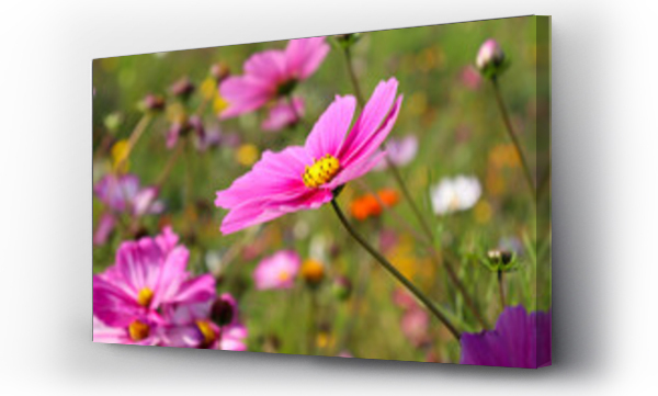 Wizualizacja Obrazu : #541278768 Letnie kwitn?ce kwiaty na polnej ??ce kwiatowej