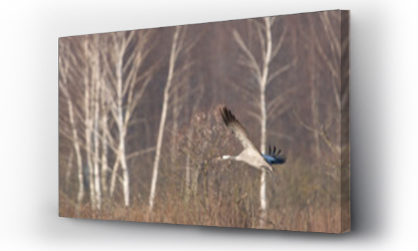 Wizualizacja Obrazu : #541474316 Dzikie zwierz?ta w Polsce na tle naturalnego ?rodowiska
