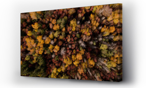 jesień, las, Las jesień