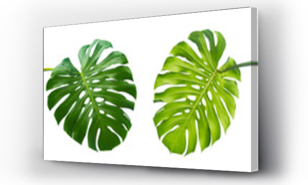 Wizualizacja Obrazu : #541704119 Tropical leaf, Green monstera plant Isolated on transparent background