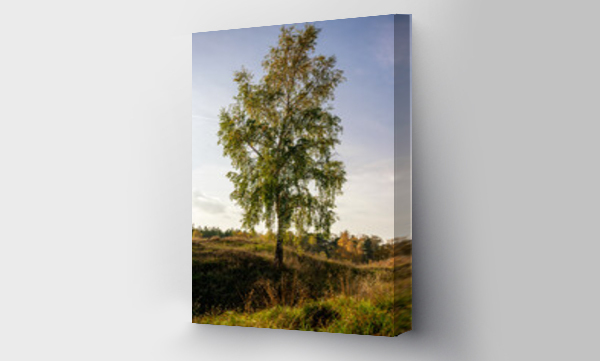 Wizualizacja Obrazu : #542048921 Samotne drzewo w jesiennych barwach. Jesienny krajobraz. 