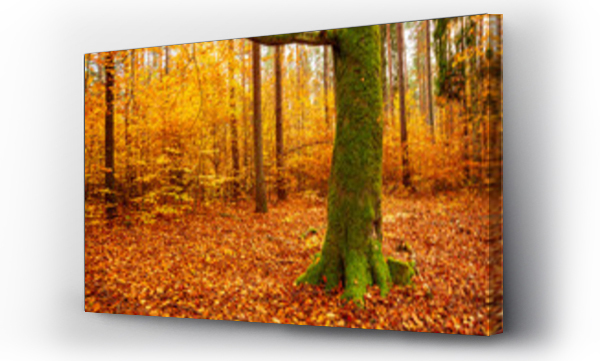 Wizualizacja Obrazu : #542049042 Kolorowy jesienny las. Le?ny krajobraz w jesiennych pomara?czowo-z?otych kolorach.