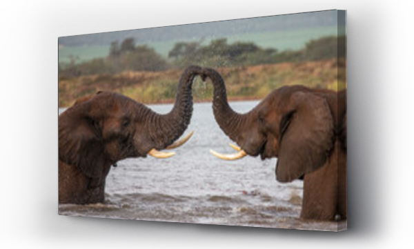 Wizualizacja Obrazu : #542712739 African elephants (Loxodonta africana) in water, trunks touching, Zimanga game reserve, South Africa. 