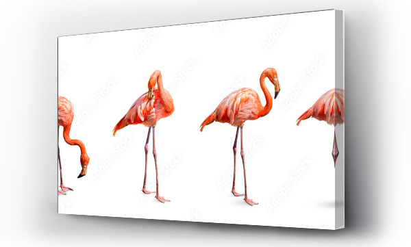 Wizualizacja Obrazu : #542857693 Collection, flamingo (Phoenicopterus ruber) Heart shape, neck curl and standing posture isolated on white background, this has cut paths.