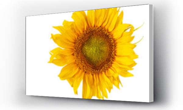 Wizualizacja Obrazu : #544164770 s?onecznik png, kwiat na przezroczystym tle
