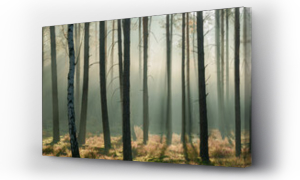 Wizualizacja Obrazu : #544311292 Wysoki sosnowy las w listopadowy poranek. Mi?dzy drzewami unosi si? mg?a o?wietlana promieniami s?o?ca. 
