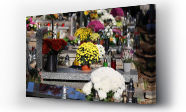 Wizualizacja Obrazu : #544602520 Kolorowe kwiaty chryzantemy na grobach na cmentarzu. 