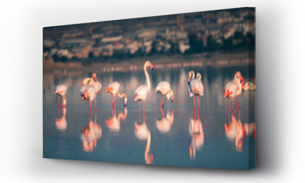 Wizualizacja Obrazu : #544638397 Pink flamingo at Larnaca Salt Lake in Larnaca, Cyprus