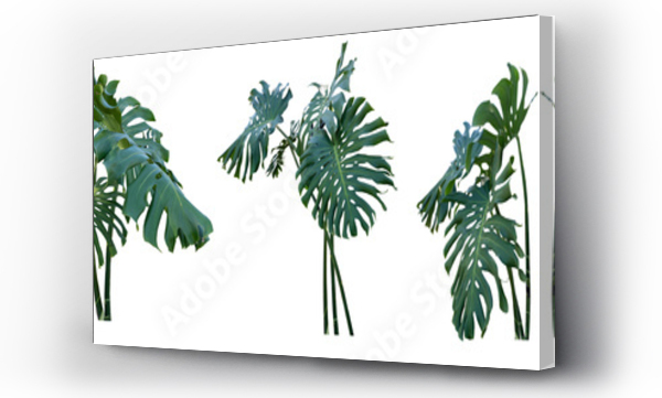 Wizualizacja Obrazu : #544791558 Set of fresh leaves monstera plant lie on isolated white background with copy space and clipping path.