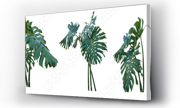 monstera