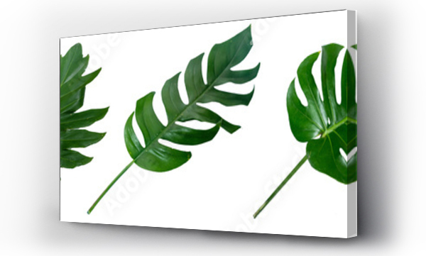 Wizualizacja Obrazu : #544791563 Set of fresh leaves monstera plant lie on isolated white background with copy space and clipping path.