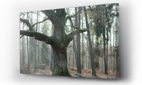 Wizualizacja Obrazu : #544818366 Stare drzewo z kapliczk? w lesie