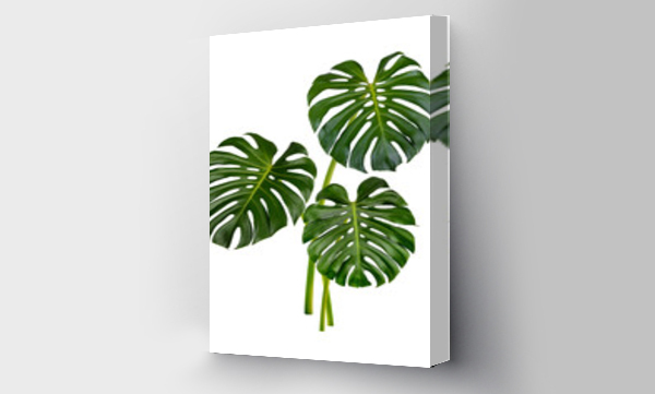 monstera