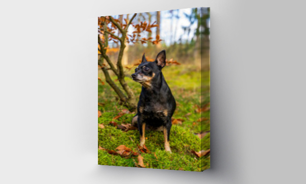 Wizualizacja Obrazu : #545467556 Jesienne krajobrazy, ma?y czarny piesek siedzi pod drzewem.