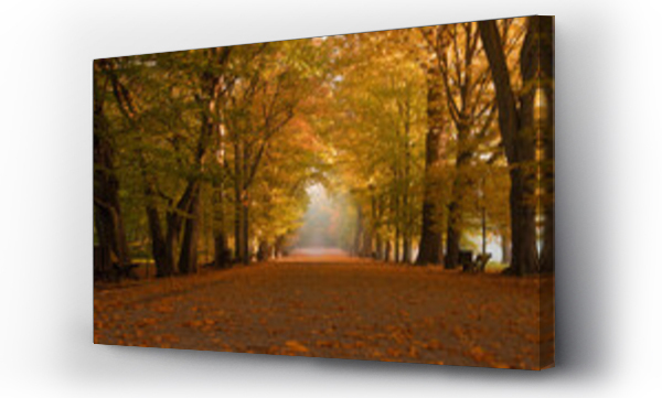 Wizualizacja Obrazu : #546385062 Jesien, aleja drzew