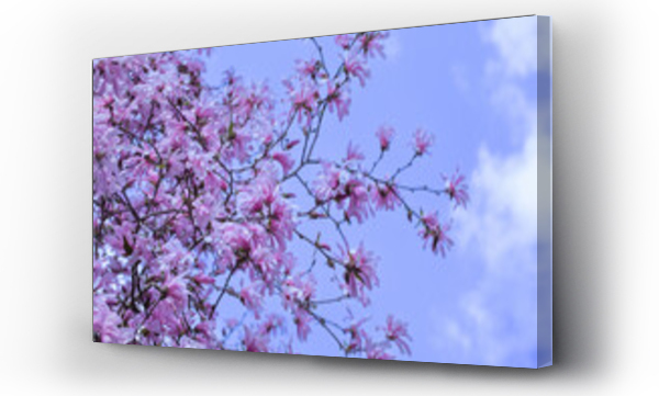 Wizualizacja Obrazu : #546945820 magnolia gwia?dzista, delikatne kwiaty magnolii w ?wietle poranka w s?onecznym ogrodzie