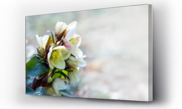 Kwiat żółty, Kwiaty