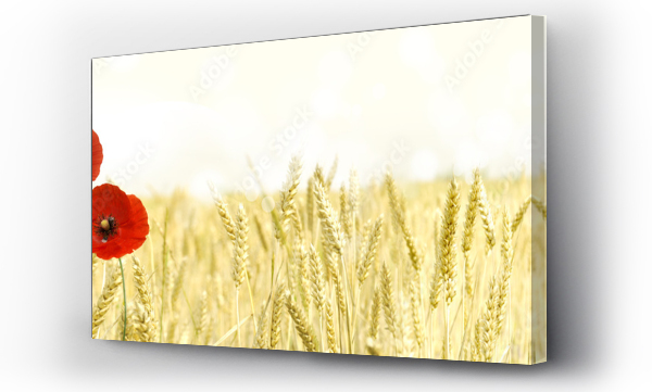 Kwiaty, pejzaż, łąka, Łąka kwiaty