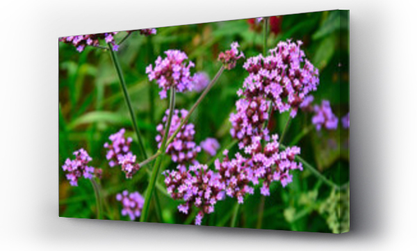 Wizualizacja Obrazu : #547499445 kwitn?ca werbena patago?ska, Verbena bonariensis, Flowers of Verbena bonariensis in a garden in summer