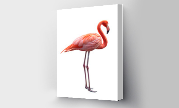Wizualizacja Obrazu : #548244953 Pink Flamingo. PNG file.