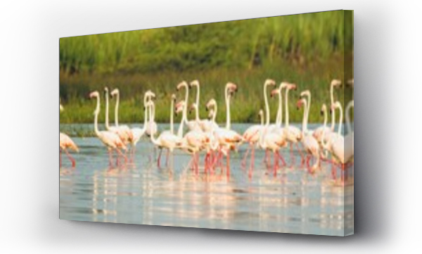 flamingi, Flamingos