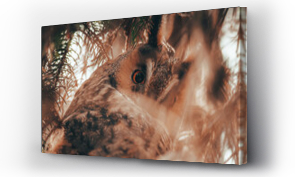 Wizualizacja Obrazu : #548846026 Sowa uszata uszatka