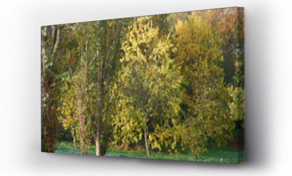 Wizualizacja Obrazu : #549254870 drzewo li?cie jesie? kolory natura ro?lina