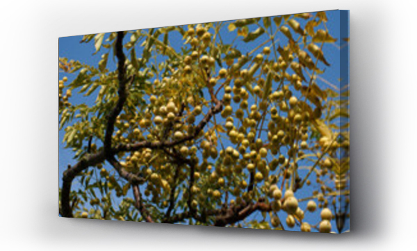 Wizualizacja Obrazu : #549254929 drzewo li?cie jesie? kolory natura ro?lina