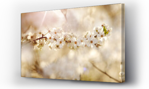 białe kwiaty, drzewo, kwiat wiśni, Kwiaty, Kwiaty białe, kwitnąca wiśnia