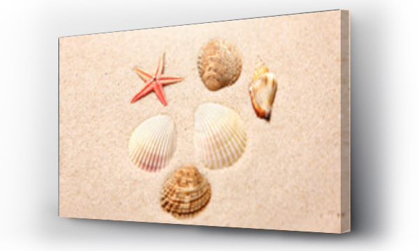 Muszle, plaża, Plaża ocean