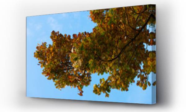 Wizualizacja Obrazu : #549255123 drzewo li?cie jesie? kolory natura ro?lina