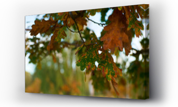 drzewo, jesień, Liście