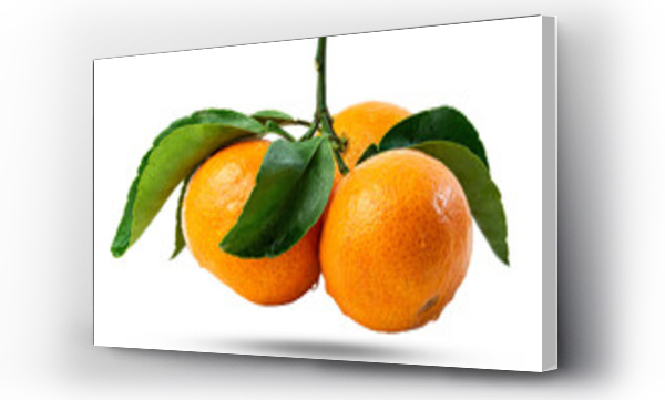 Wizualizacja Obrazu : #549265961 Branch of three Tangerines or clementines with green leaf with green leaves isolated on white background.