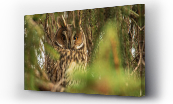 ptaki, sowa, zwierzęta