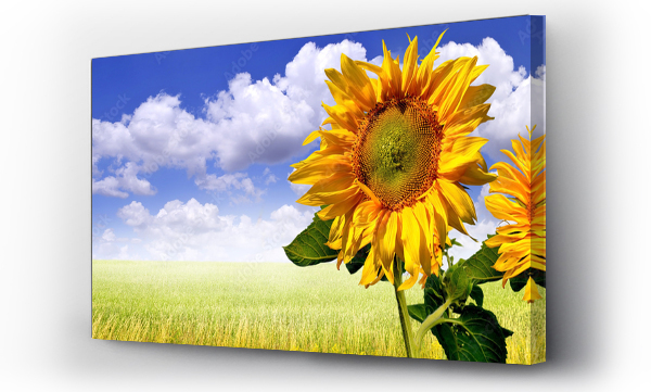 Kwiaty, pejzaż, Pejzaż wiejski, słoneczniki, łąka, Łąka kwiaty