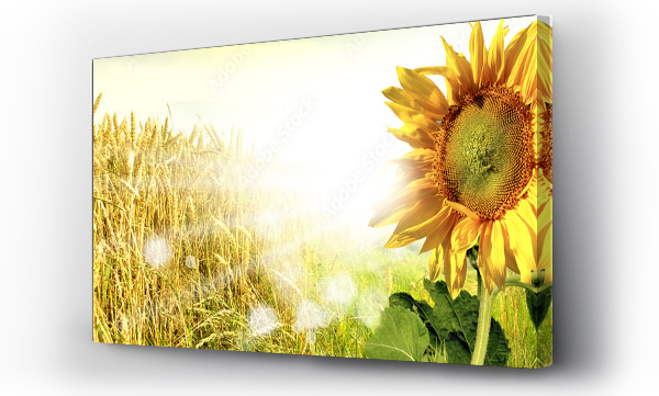 Kwiaty, pejzaż, Pejzaż wiejski, słoneczniki, Wiejski krajobraz, łąka, Łąka kwiaty