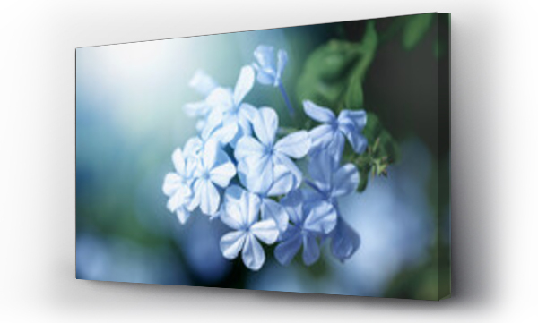 Wizualizacja Obrazu : #550926875 Niebieskie kwiaty na rozmytym tle (Plumbago). Ga??zka kwitn?cego drzewa.