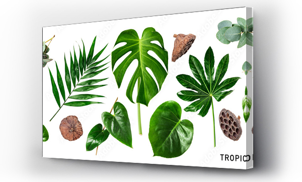 Wizualizacja Obrazu : #551162524 Different tropical leaves set. PNG with transparent background. Flat lay. Without shadow.